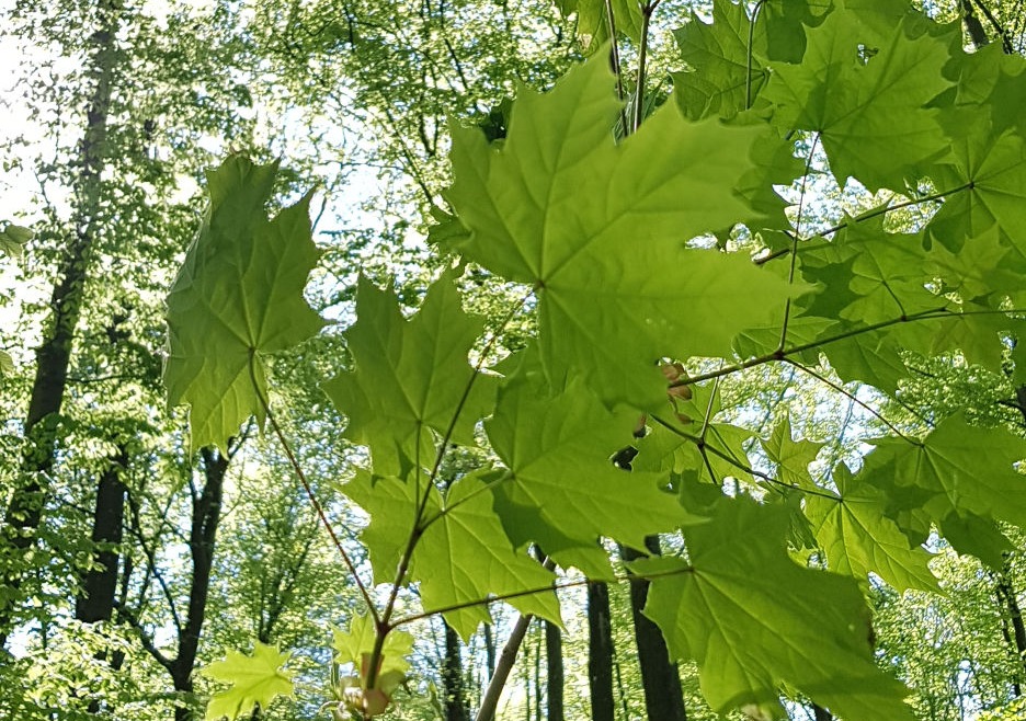 leaves